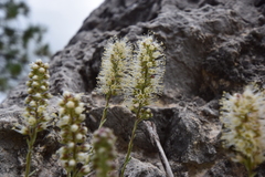 Petrophytum caespitosum