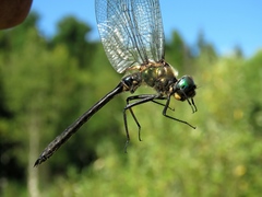 Somatochlora graeseri