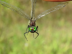 Somatochlora graeseri