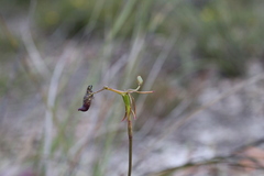 Drakaea