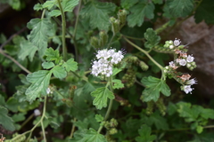 Phacelia rupestris