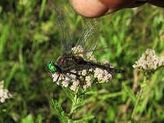 Somatochlora graeseri