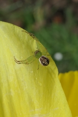Diaea ambara