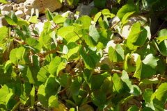 Vitis rupestris
