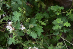 Phacelia rupestris