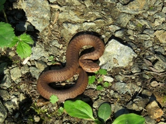 Vipera berus