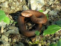 Vipera berus