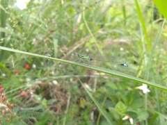 Ischnura senegalensis