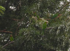 Psittacara mitratus