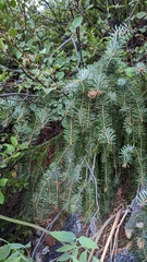 Picea breweriana