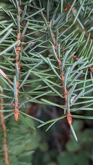 Picea breweriana