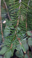 Picea breweriana