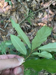 Itea parviflora