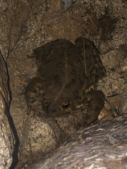 Anaxyrus boreas halophilus