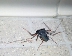 Paraphrynus carolynae