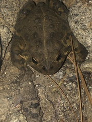 Anaxyrus boreas halophilus