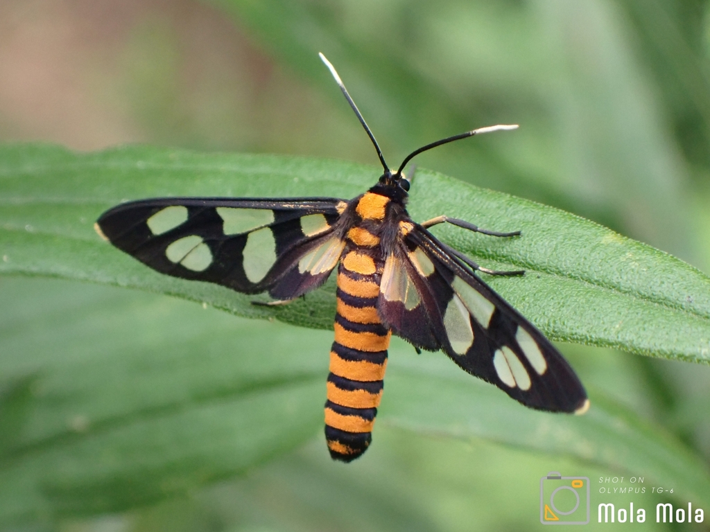Amata germana