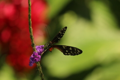 Heliconius hecale