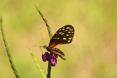 Heliconius hecale