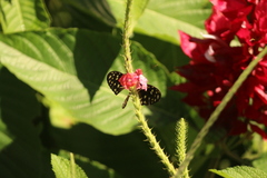 Heliconius hecale