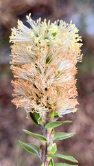 Melaleuca squarrosa