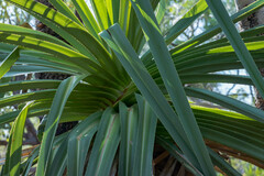 Pandanus spiralis