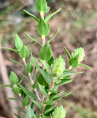 Melaleuca squarrosa