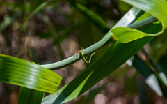 Oecophylla smaragdina
