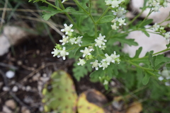 Parthenium confertum