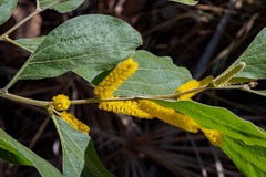 Acacia humifusa