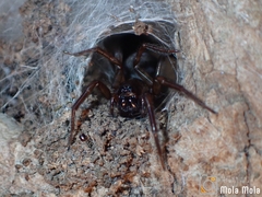 Pireneitega