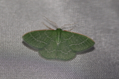 Synchlora