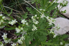 Parthenium confertum