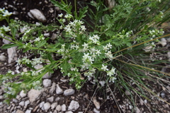 Parthenium confertum