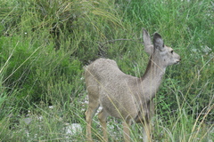 Odocoileus hemionus