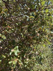 Quercus berberidifolia