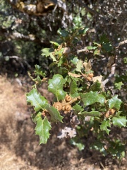 Quercus berberidifolia