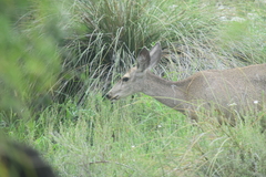 Odocoileus hemionus