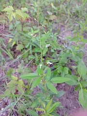 Desmodium paniculatum