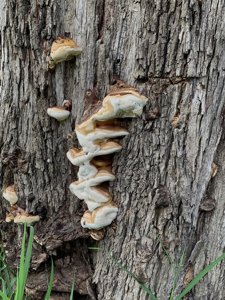 Ganoderma sessile from Sin Nombre, Irapuato, Guanajuato, MX on ...