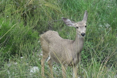 Odocoileus hemionus