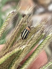 Disonycha glabrata