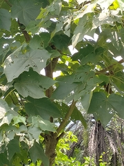 Sterculia urens