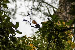 Rhipidura phoenicura