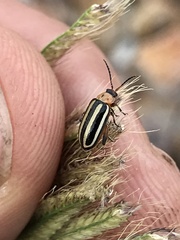 Disonycha glabrata