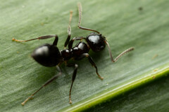 Prolasius convexus