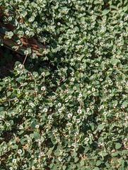 Euphorbia albomarginata
