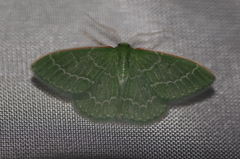 Synchlora