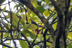 Rhipidura phoenicura