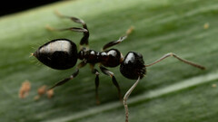 Prolasius convexus